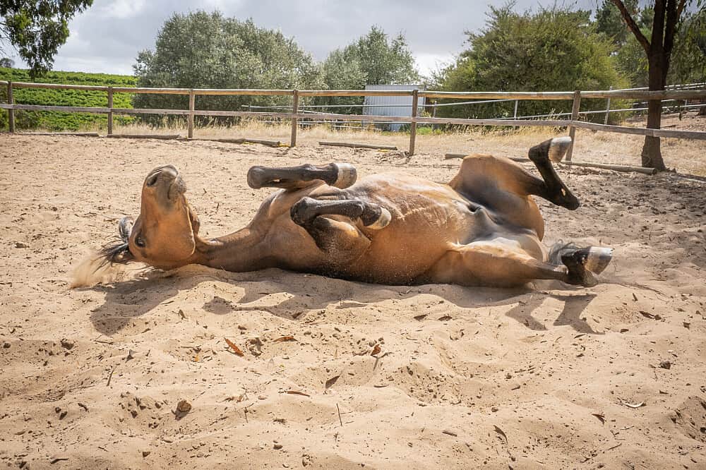 2 Day Horses & Wellbeing: Women's EmPOWERment Retreat, Australia 7