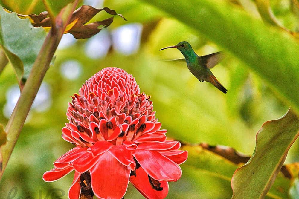 5 Day Private Psilocybin High Performers Duo Retreat, Costa Rica 8