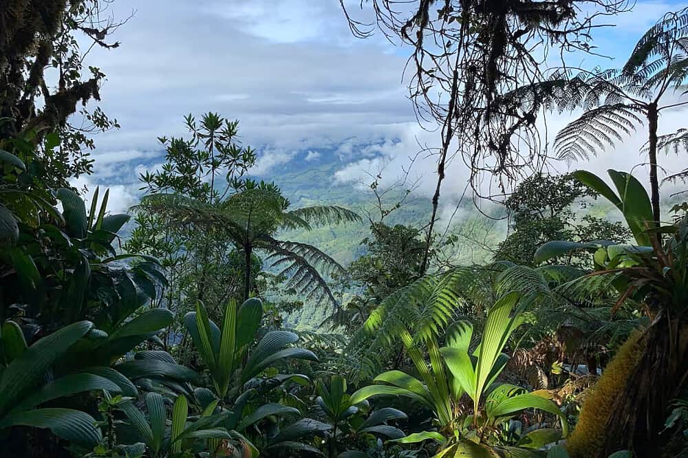 5 Day Private Psilocybin High Performers Duo Retreat, Costa Rica 3