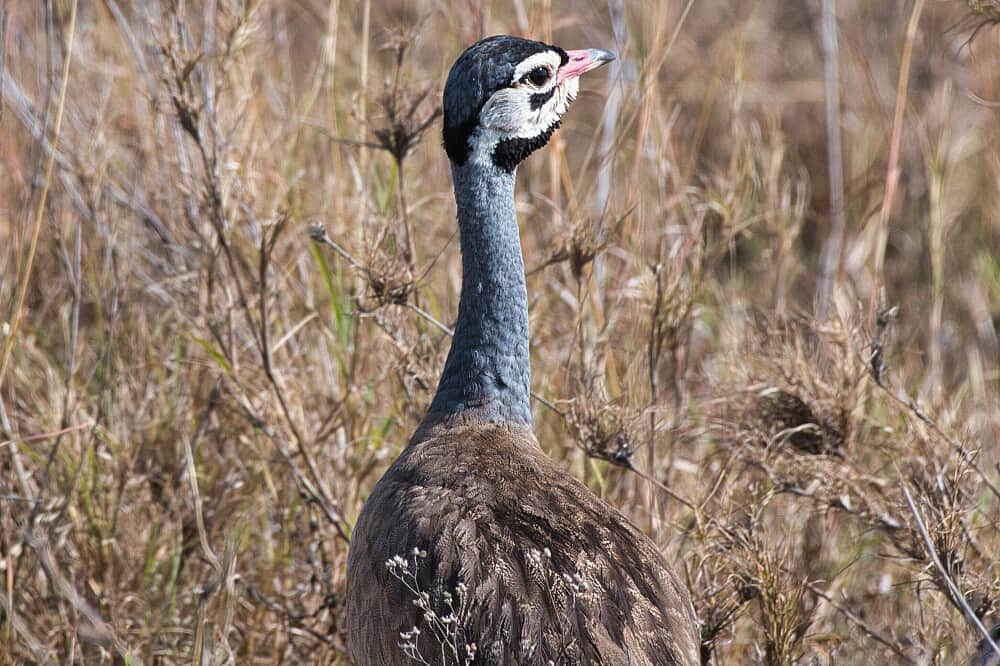 3 Day Cultural & Nature Immersion Camp Retreat in Tanzania 8