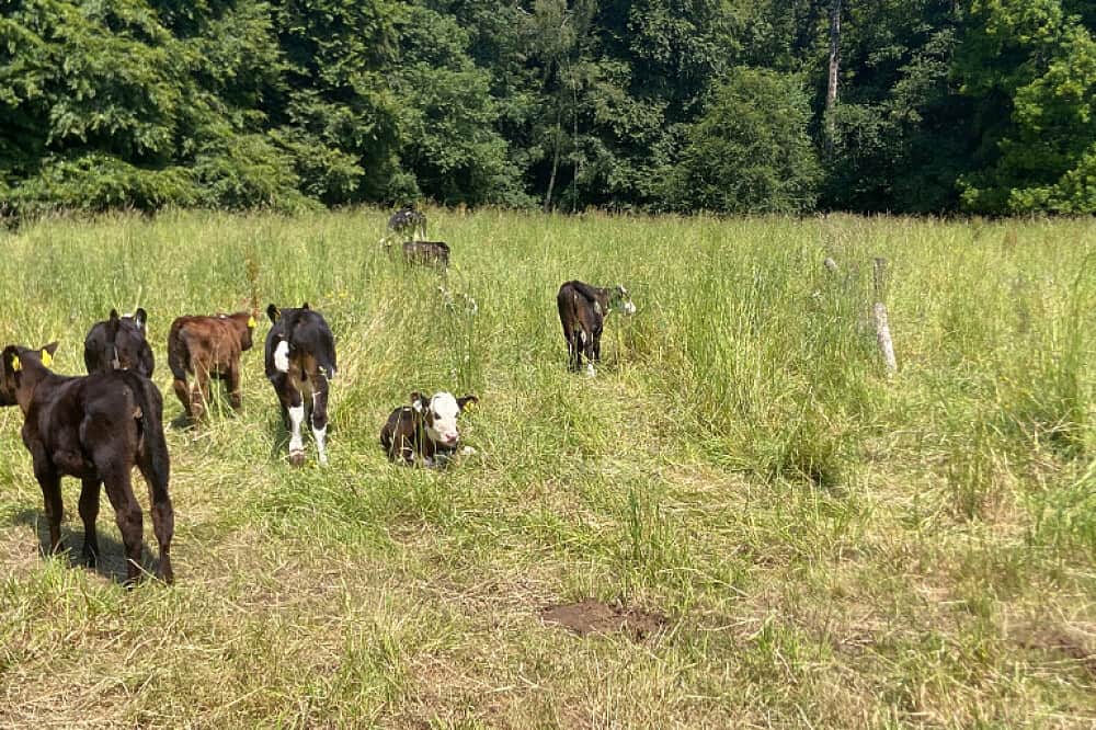 4 Day Transformative Spirituality Women's Retreat in Ireland 3