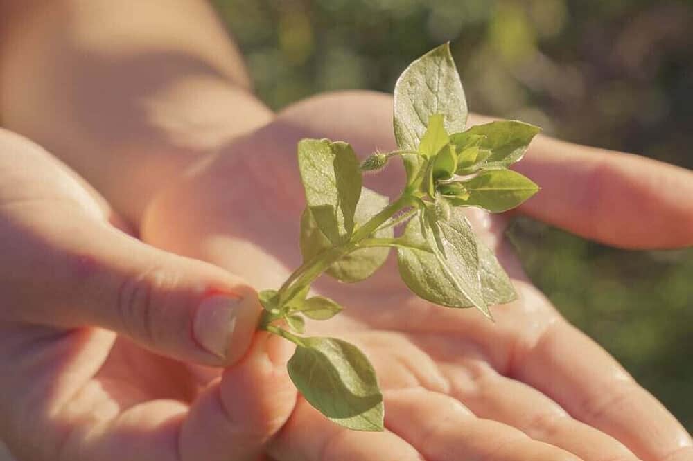 3 Day Psilocybin & Wellness Retreat in Rural Spain 4