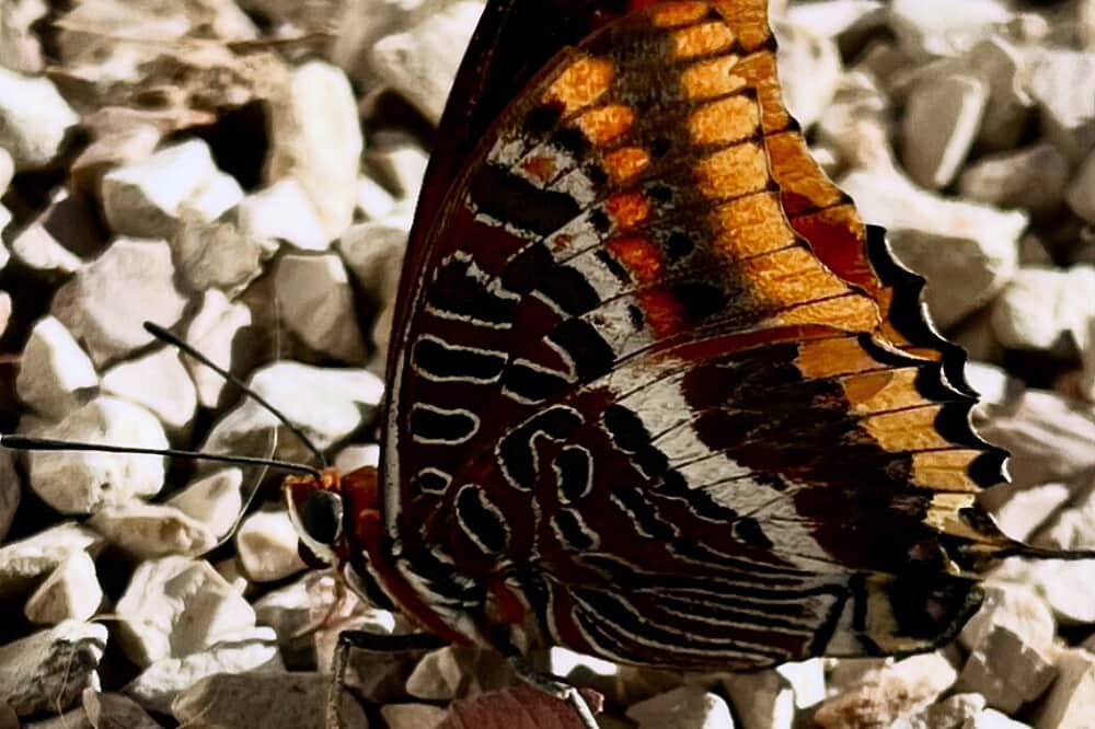 2 Day Private Psilocybin Ceremony in Alcantarilha, Portugal 8