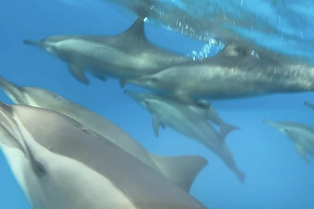 8 Day 'At the Heart of Your Light' Dolphin&Yoga Retreat in Egypt 2