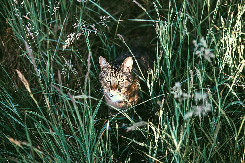 3 Day Ayahuasca Retreat For LGBTQIA+ Community, Netherlands 7