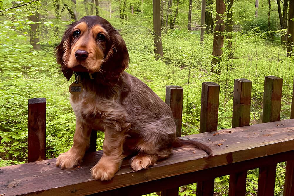 4 Day Nervous System Reset Coaching & Yoga w/Therapist, UK 8