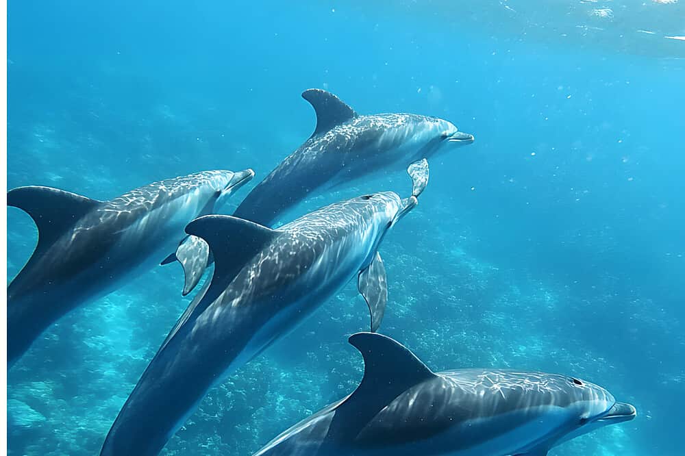6 Day Private Lemurian Healing & Dolphin Retreat, Costa Rica 2