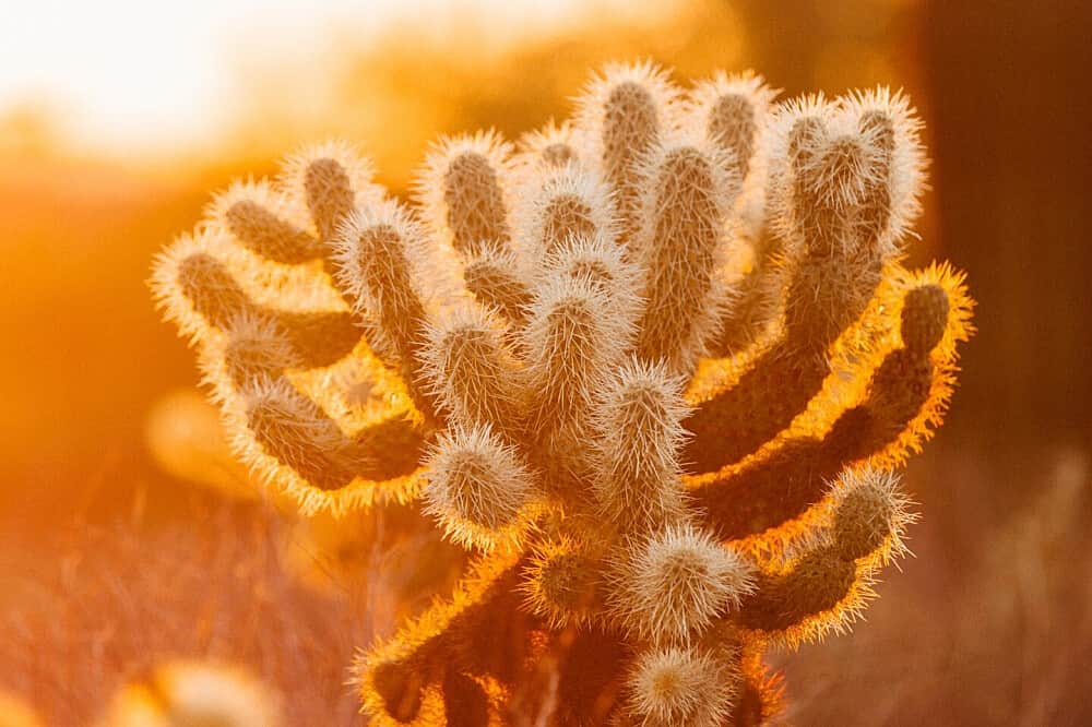 4 Day Desert Awakening Retreat in Palm Springs, CA, USA 8