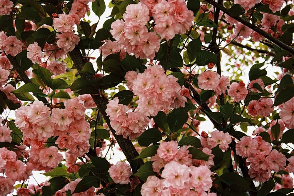 5 Day Breathwork & Meditation Training in Armenia 3