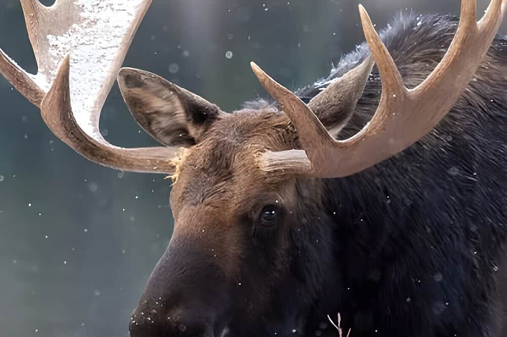 3 Day Ultimate Winter Wonderland Adventure in the Rockies 8