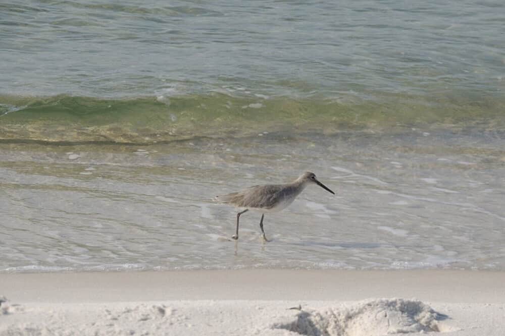 7 Day Water Fast in Golf Shores, Alabama, USA 5