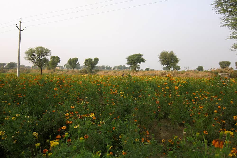 4 Day Yoga and Wellness Retreat at Savista in Jaipur, India 7