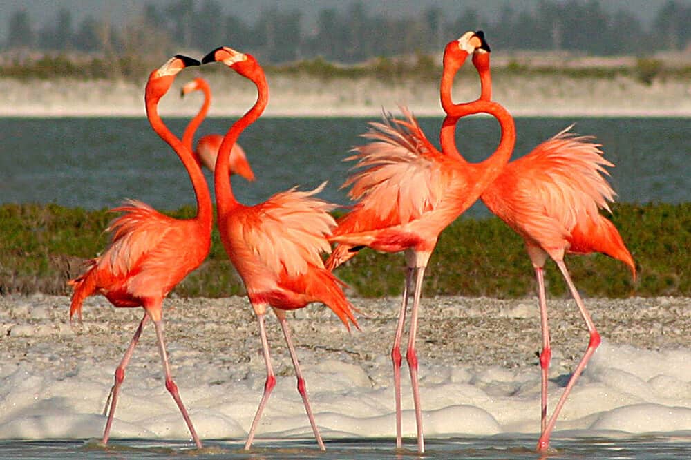 9 Day Wellness Travel Retreat on the Caribbean Coast of Mexico 6