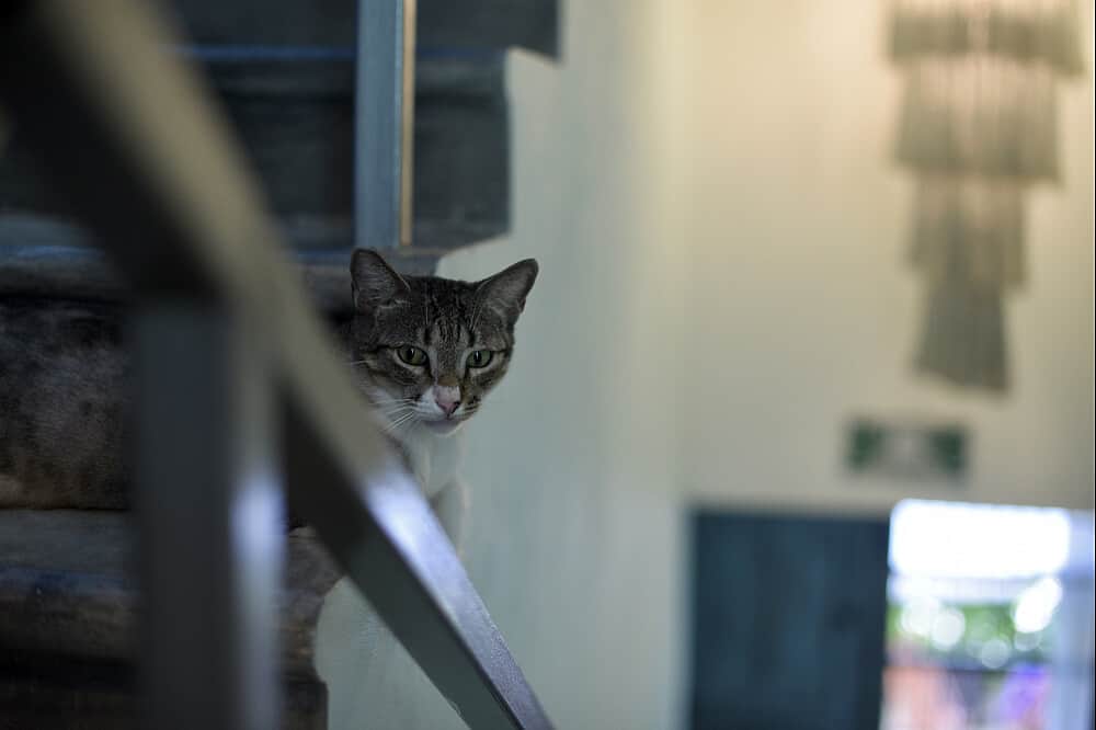 4 Day Yoga & Ancestral Healing in Tulum, Mexico 8