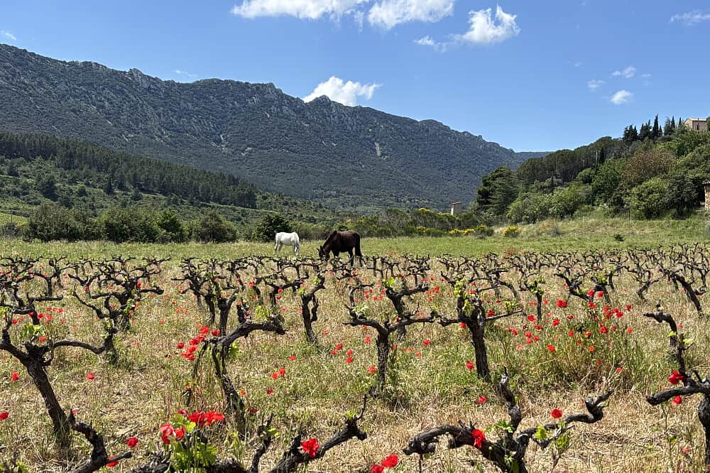 5 Day In The Footsteps Of The Cathars Retreat in France 5