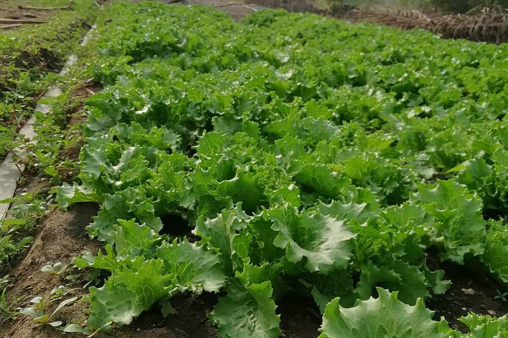 7 Day Off-Grid Wellness Retreat To Recharge & Renew in Ho, Ghana 2