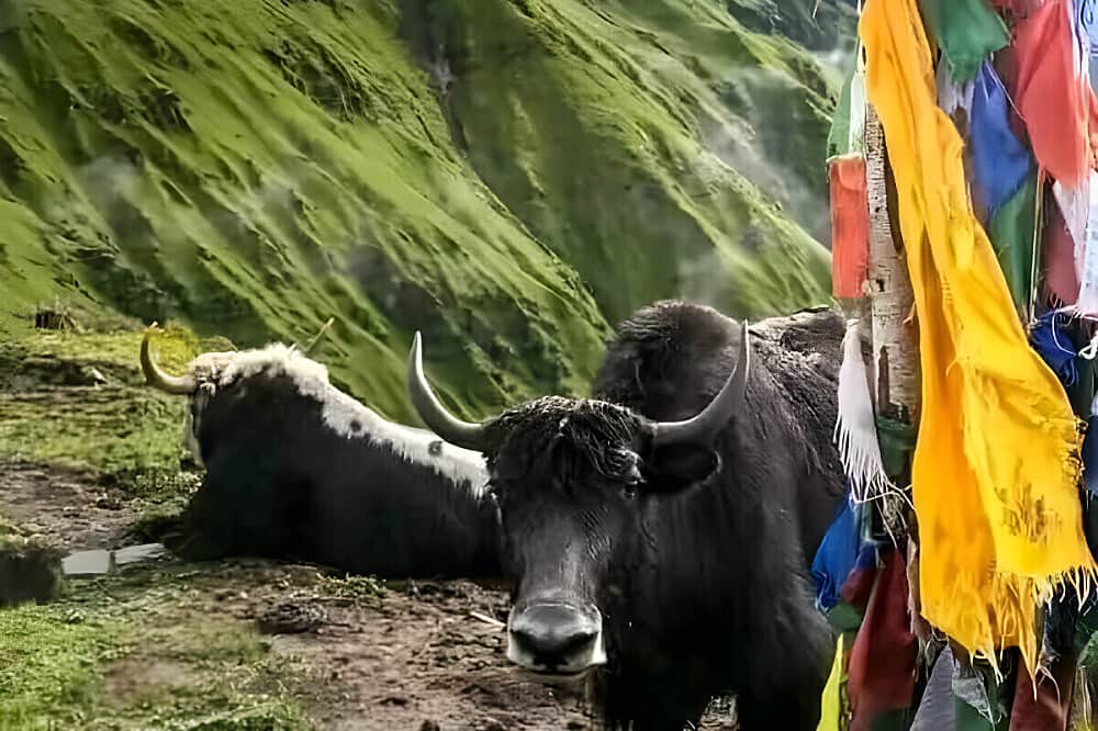 7 Day Mardi Himal Yoga Trek in Pokhara, Nepal 3