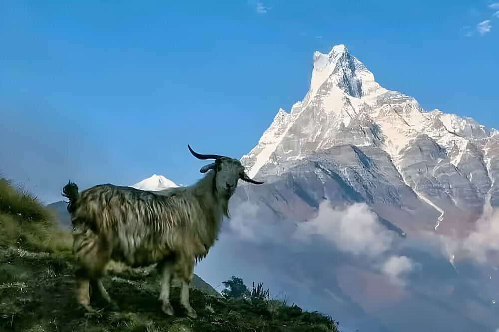 7 Day Mardi Himal Yoga Trek in Pokhara, Nepal 7