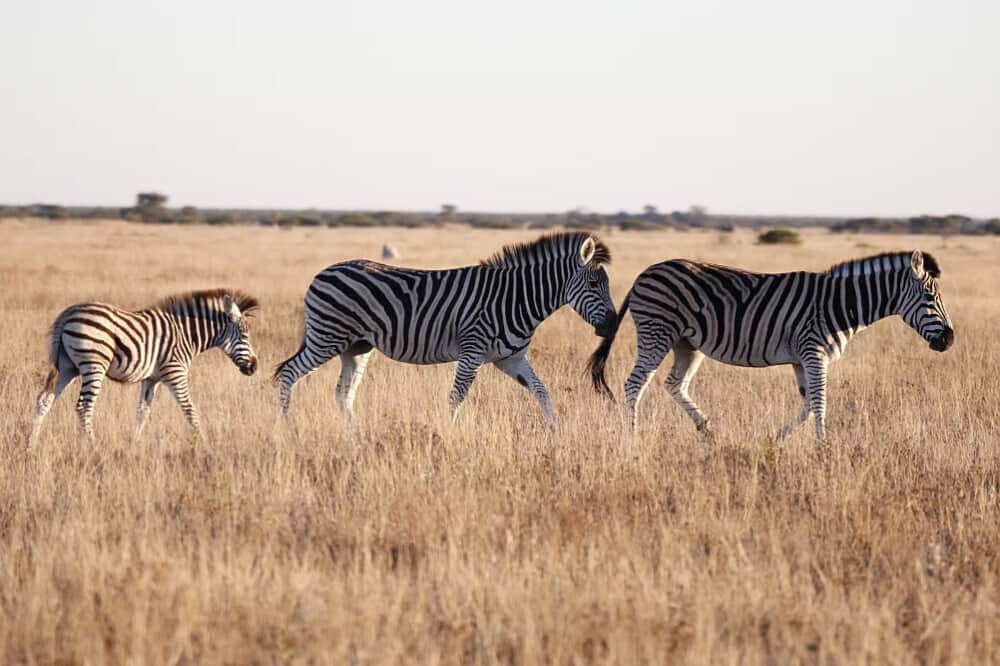 7 Day Wild Presence: Mindfulness Safari Retreat, Botswana 6