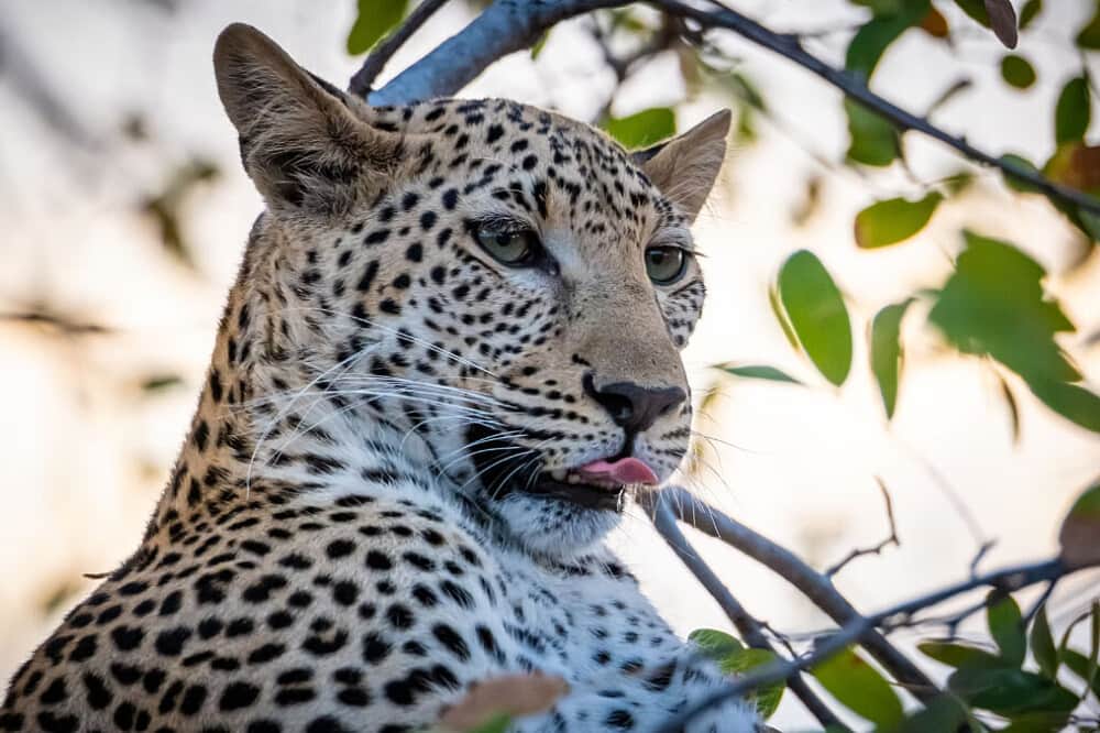 7 Day Wild Presence: Mindfulness Safari Retreat, Botswana 1