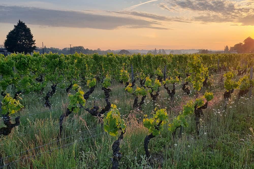 3 Day Bordeaux Beyond the Bottle: Private Wine & Wellness, France 1