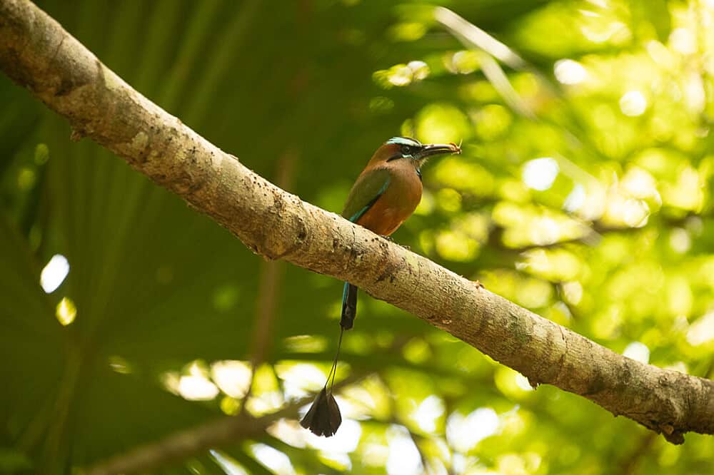 4 Day Ayahuasca, Kambo & Bufo Intensive Retreat in Cancun, Mexico 6