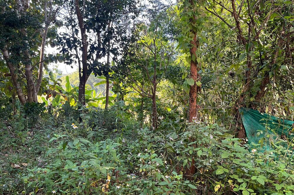 4 Day Private 1:1 Mushroom Therapy In Pai, Thailand 5