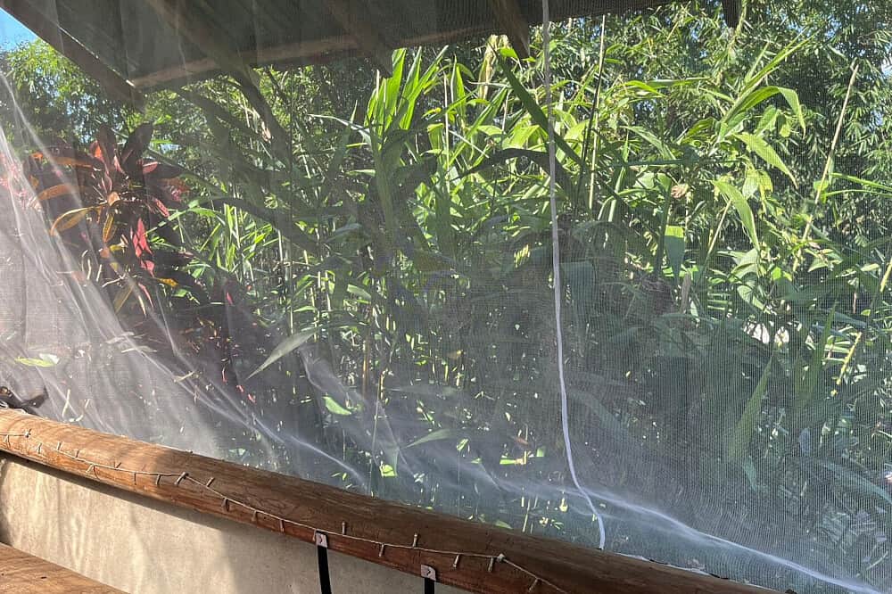 4 Day Private 1:1 Mushroom Therapy In Pai, Thailand 8