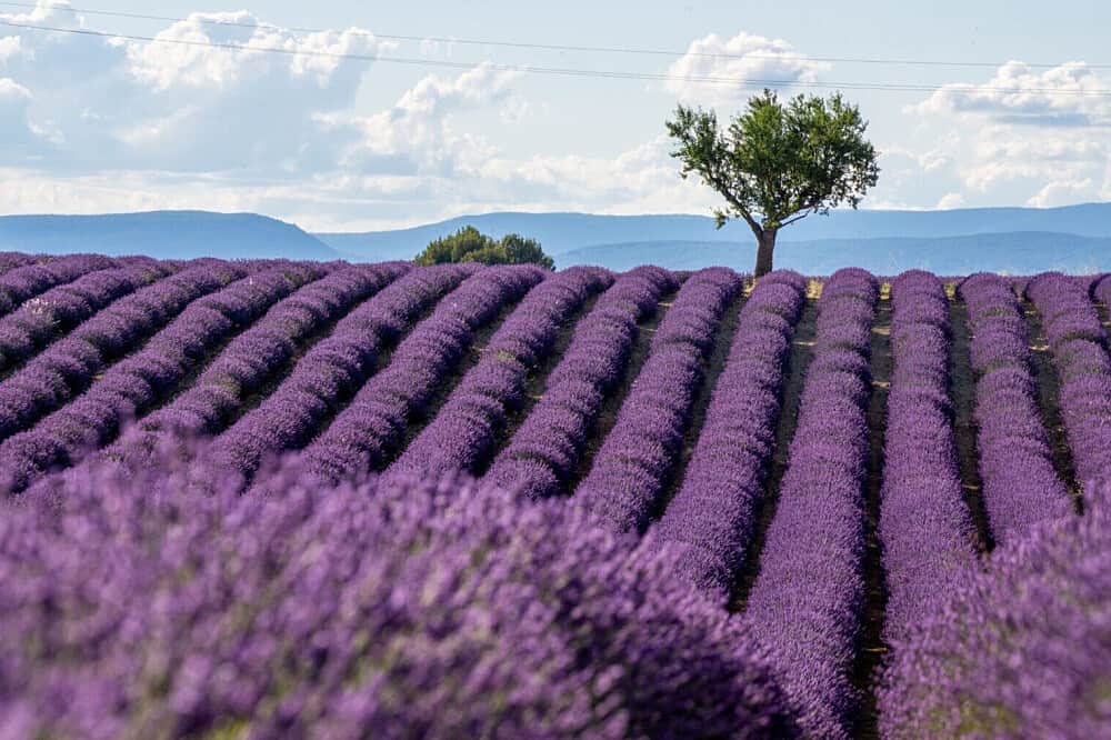 7 Day Rediscover Your Creativity in Provence, France 5