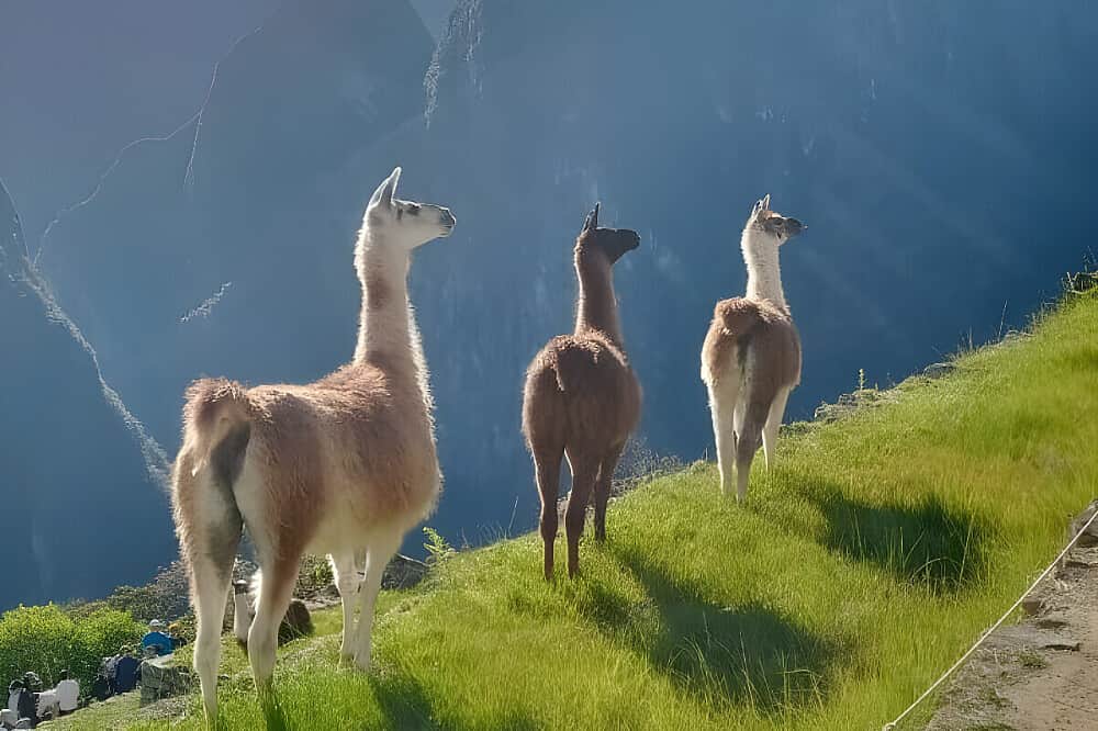 11 Day Andean Plant Medicine Pilgrimage in Peru 5