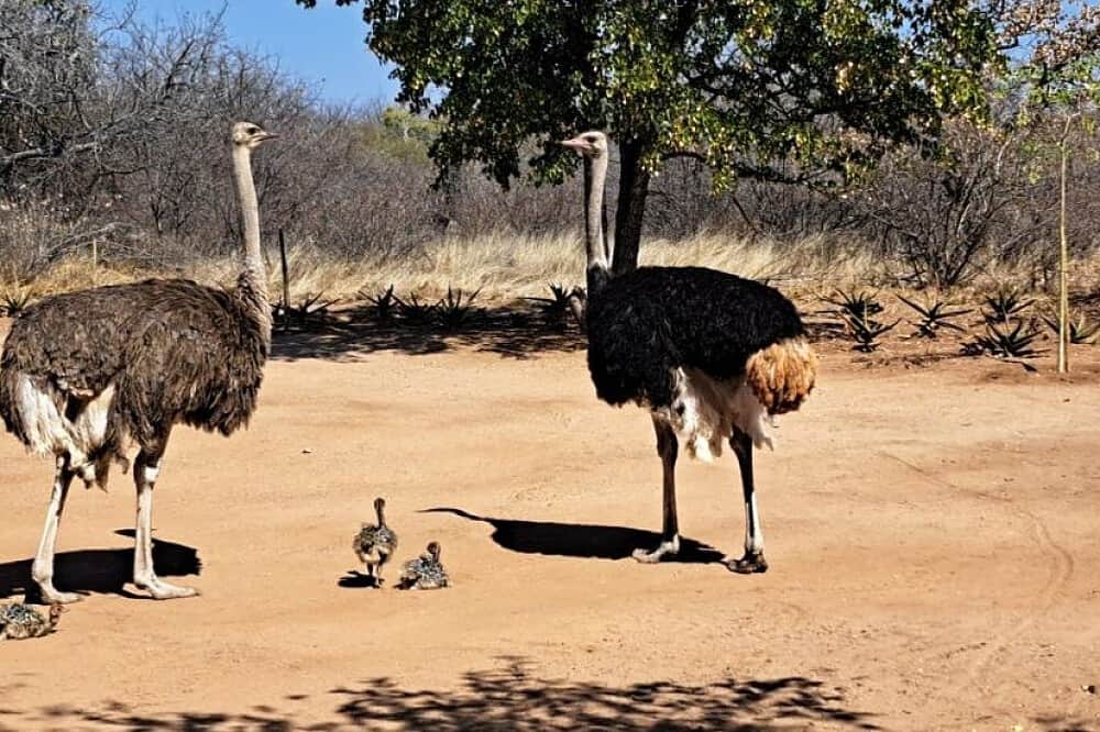 7 Day Bush Healing: Rest & Recover in Ancient Spring,South Africa 5