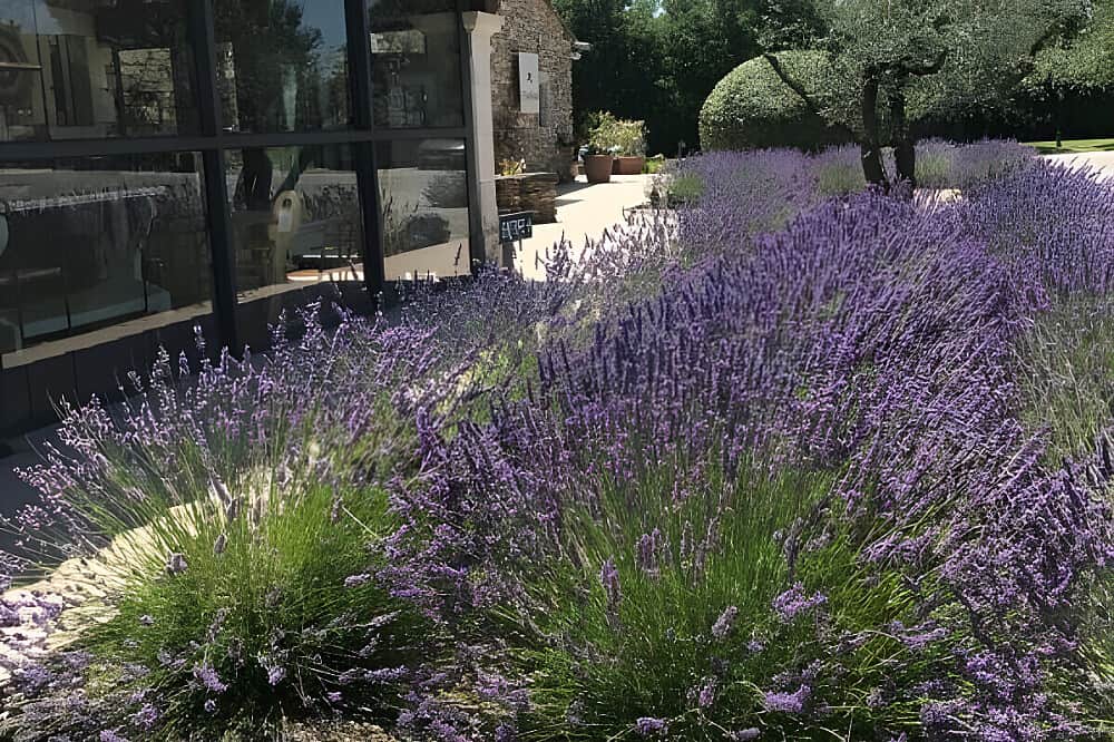3 Day Calm the Mind: Nervous System Reset in Provence, France 4