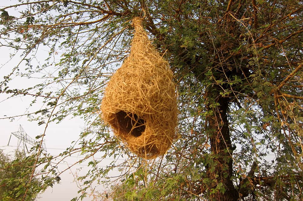 7 Day Yoga and Wellness Retreat in Jaipur, Rajasthan, India 7