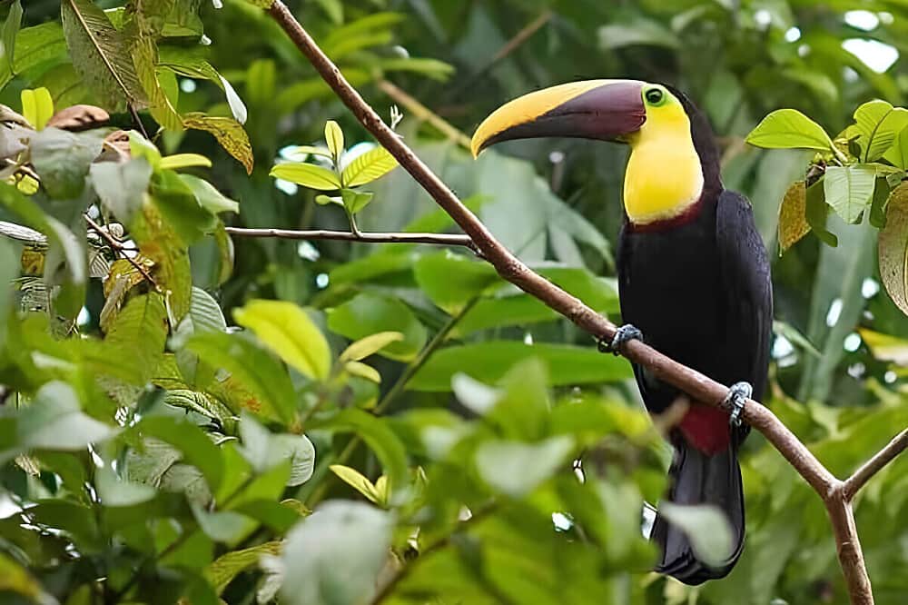 5 Day Rites of Purification & Dignity Experience in Costa Rica 4