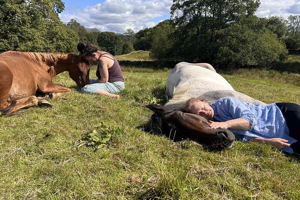 8 Day Silent Healing With Horses Retreat in Cumbria 6