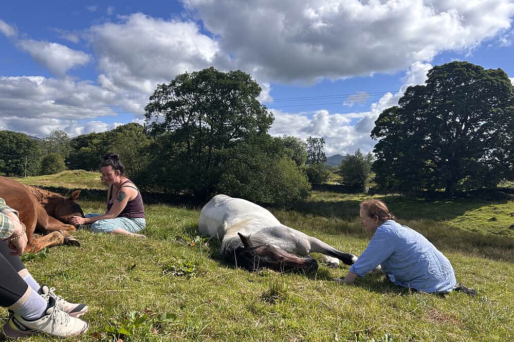 8 Day Silent Healing With Horses Retreat in Cumbria 7