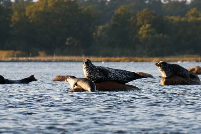 6 Day Creative & Insightful Retreat, Stunning Southswedish Coast 4