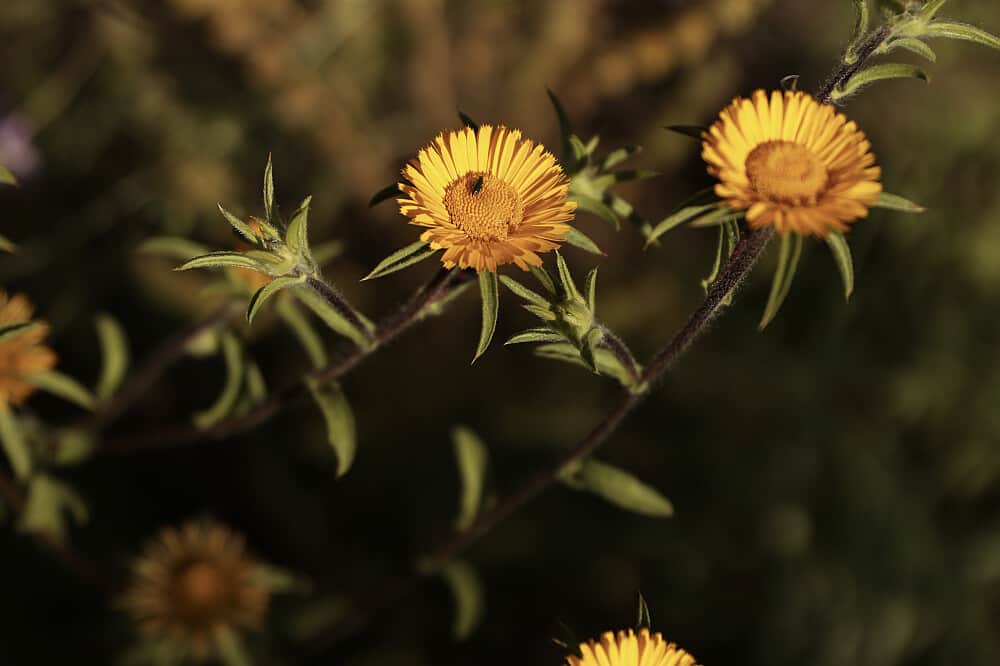 5 Day Intimacy Retreat for Couples in South Algarve, Portugal 5