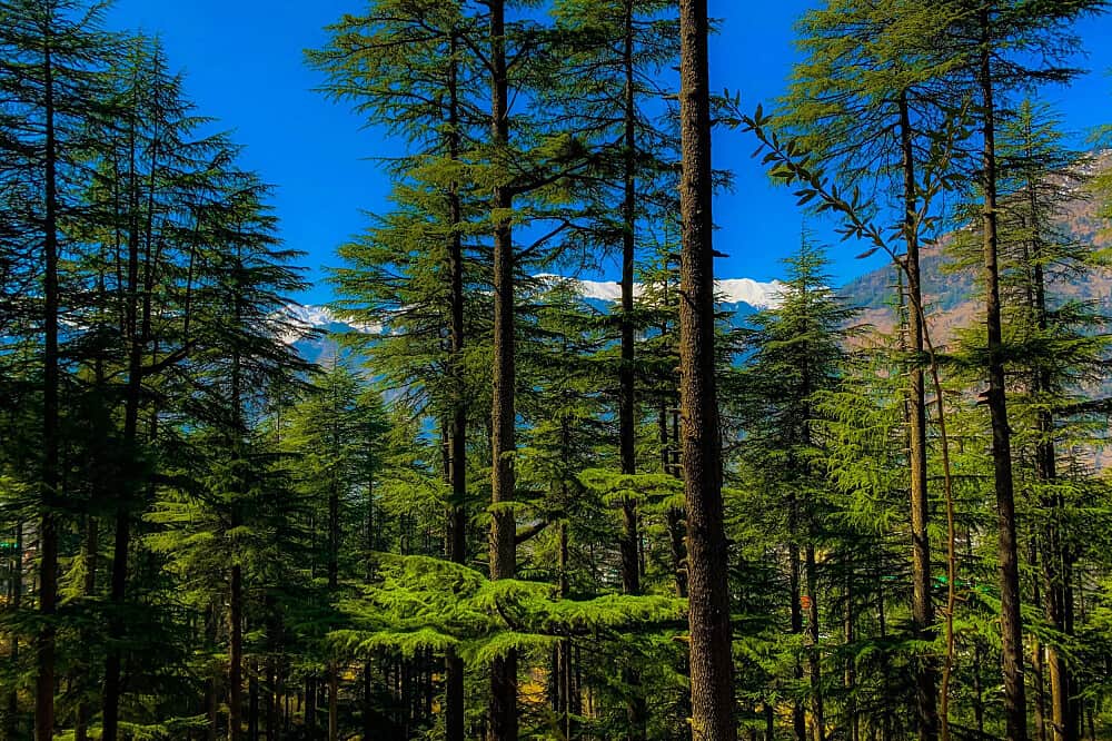 10 Day Himalayan Yoga Expedition In India 5