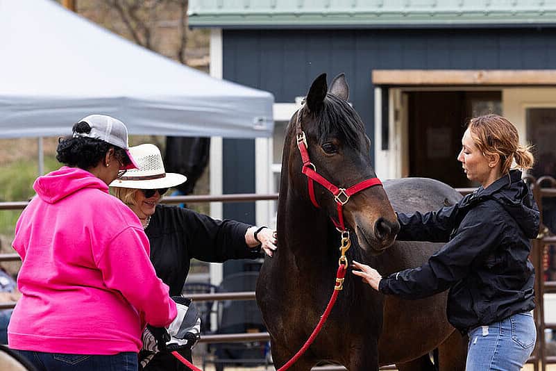 4 Day Women’s Equine-Assisted Clarity w/ Mustangs in CO, US 3