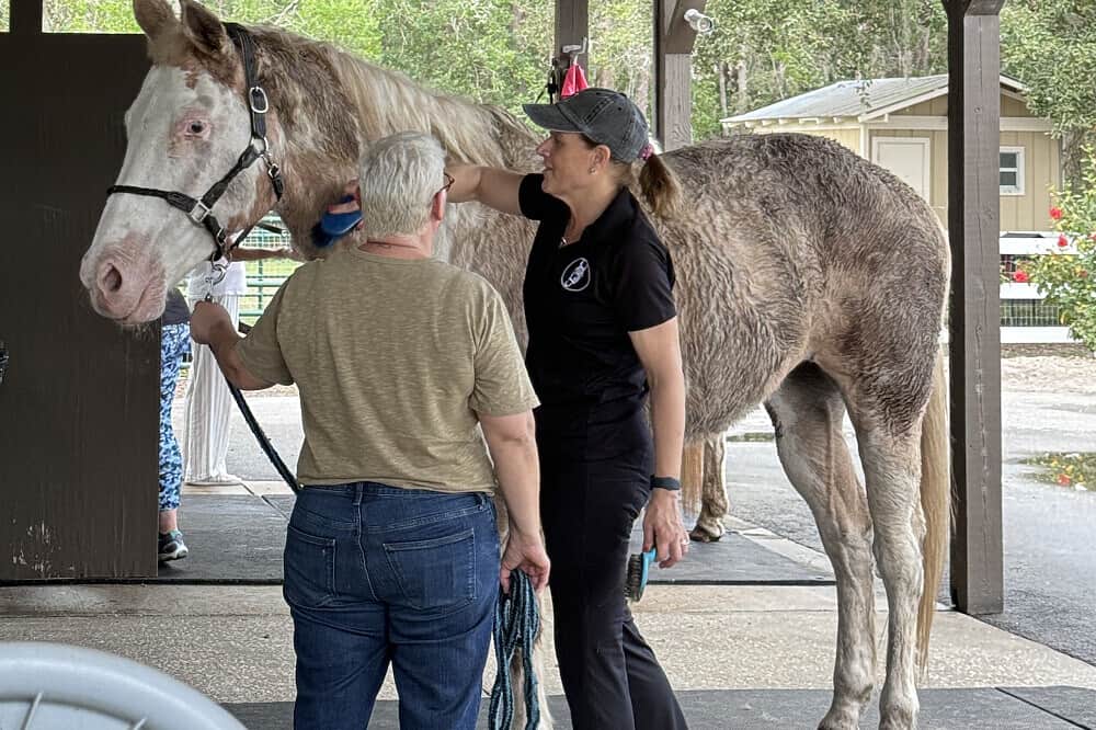 3 Day Soul Reconnection Through Horses Retreat Florida, US 2