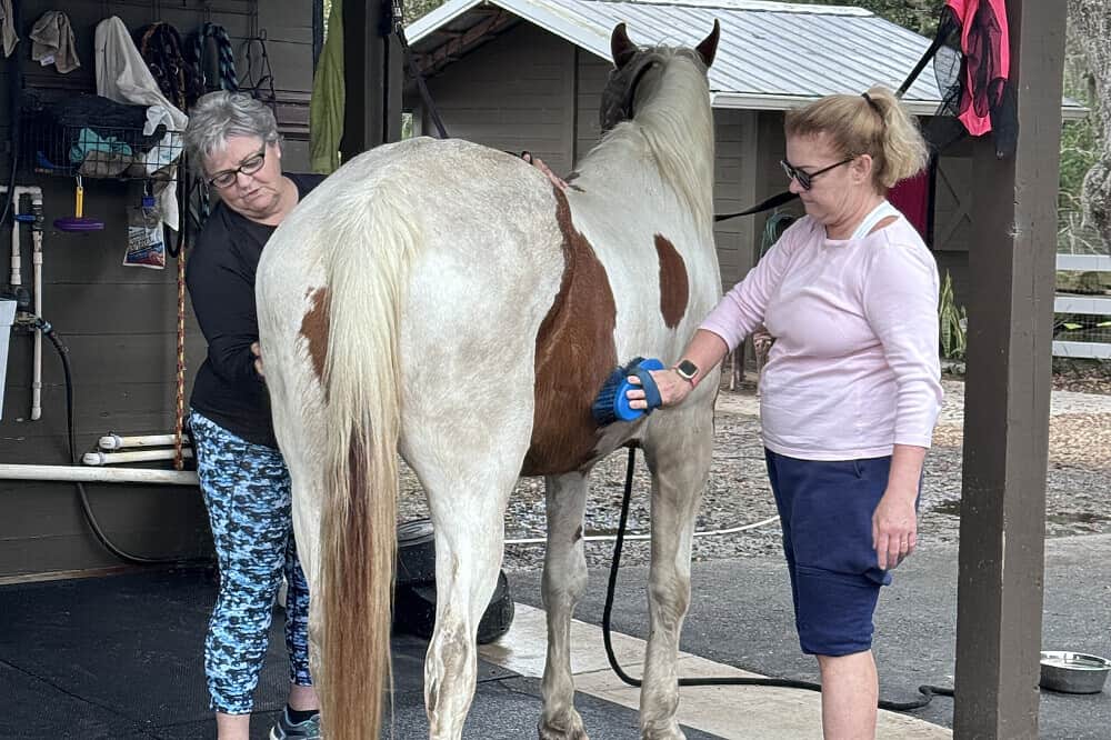 3 Day Soul Reconnection Through Horses Retreat Florida, US 4