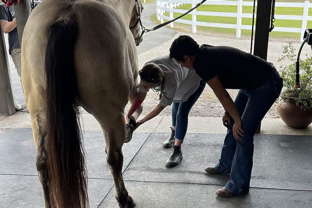 3 Day Soul Reconnection Through Horses Retreat Florida, US 7