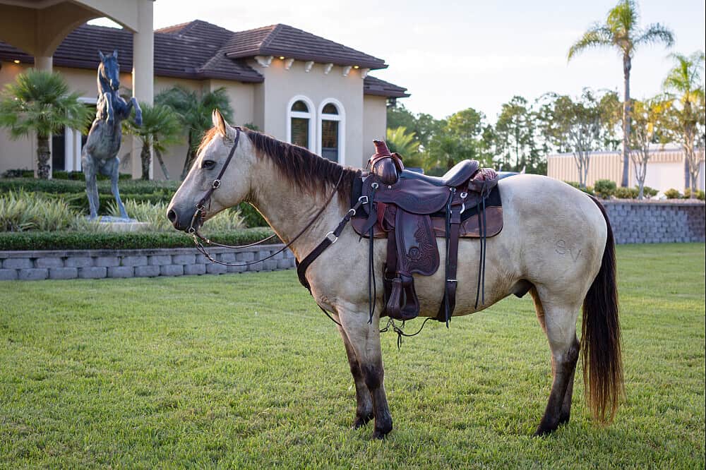 3 Day Soul Reconnection Through Horses Retreat Florida, US 8