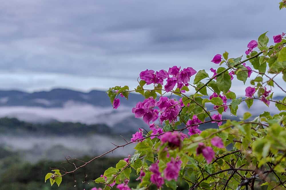 6 Day Beckley Signature Psilocybin Retreat In Jamaica 2