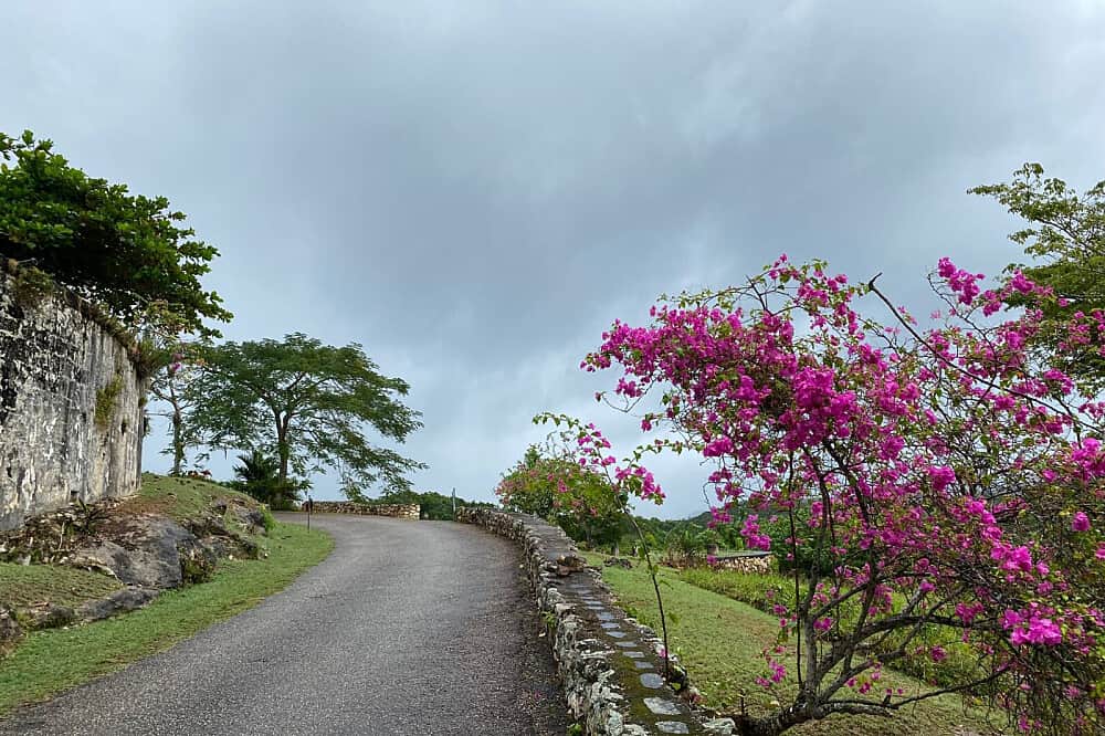 6 Day Beckley Signature Psilocybin Retreat In Jamaica 7