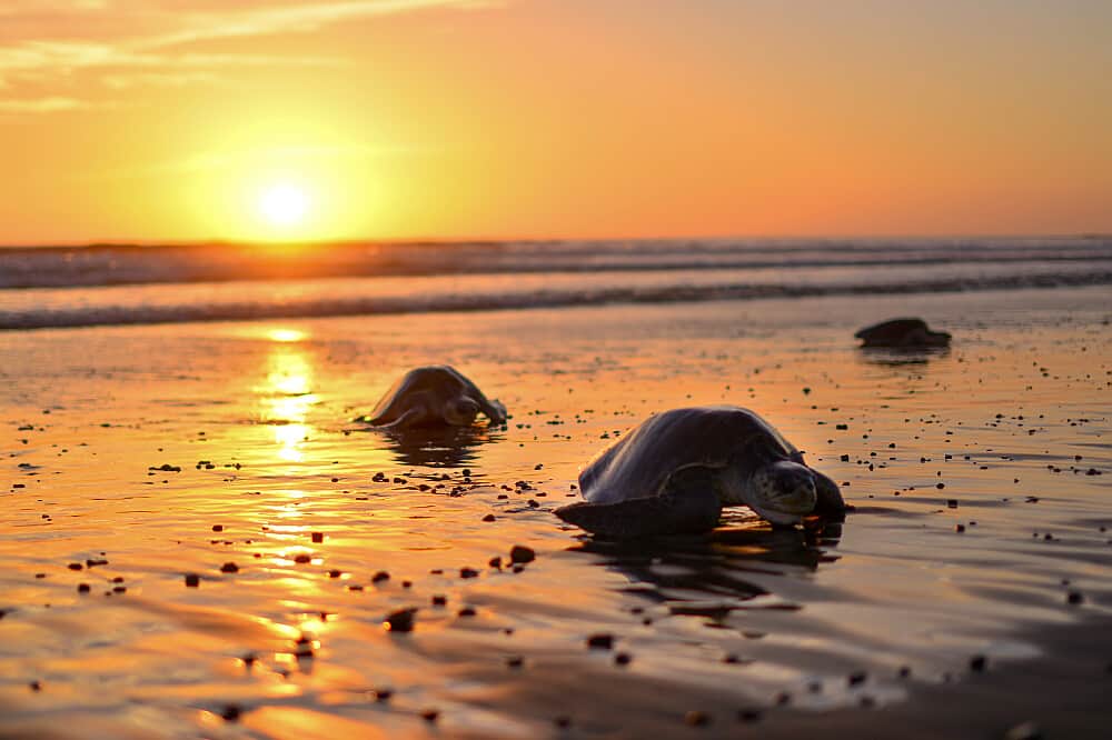 8 Day Ayurvedic Retreat : Reclaim Your Lifestyle in Costa Rica 2