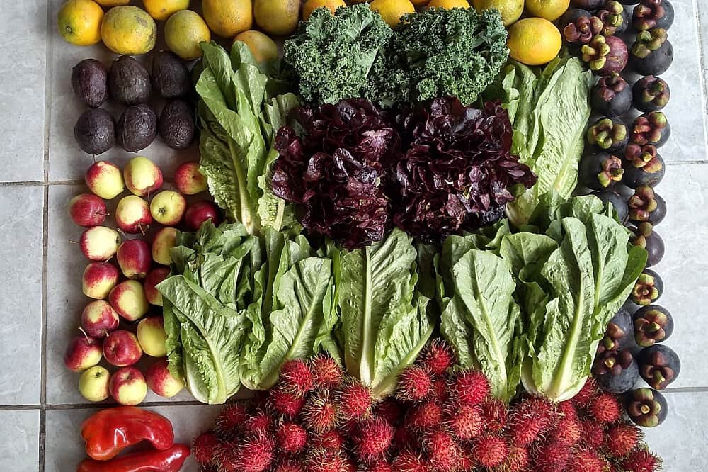 7 Day Jungle Juice Cleanse & Detox, Costa Rica 5