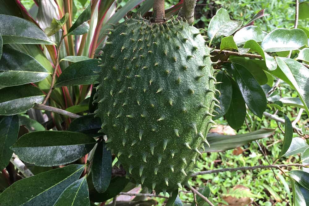 7 Day Jungle Juice Cleanse & Detox, Costa Rica 7