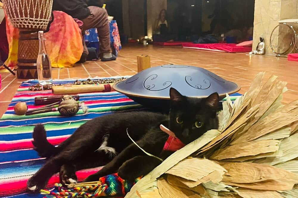 2 Day Flexible Plant Medicine Retreat (French Only), Barcelona 4